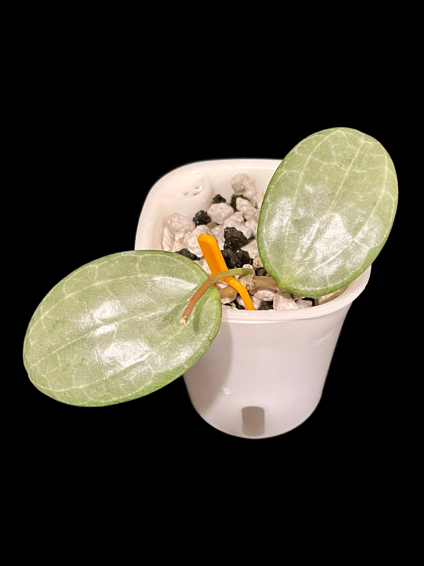 Hoya latifolia (silver) image 1