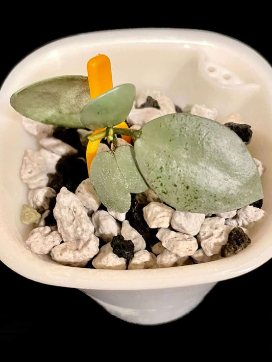 Hoya lacunosa ‘Silver Mint Coin’ image 0