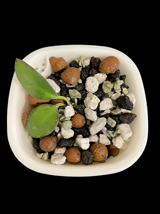 Hoya bilobata (FKA panchoi) image 0