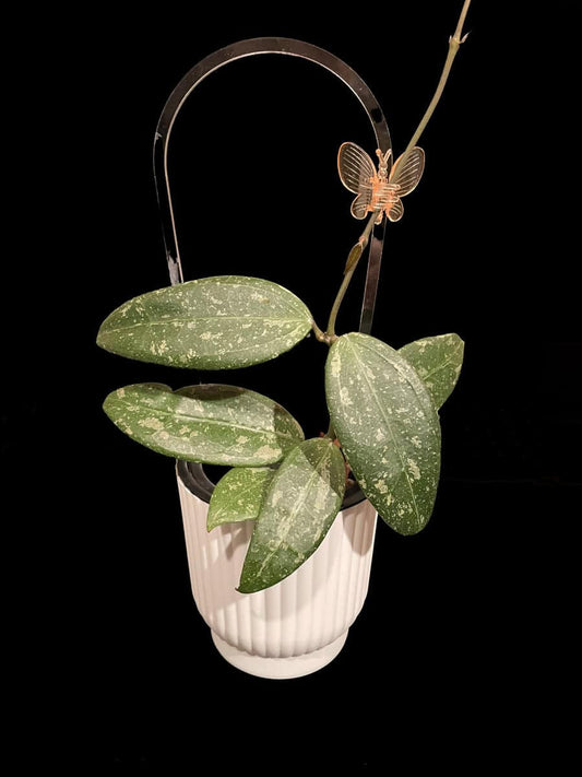 Hoya RHM 05-01 image 0