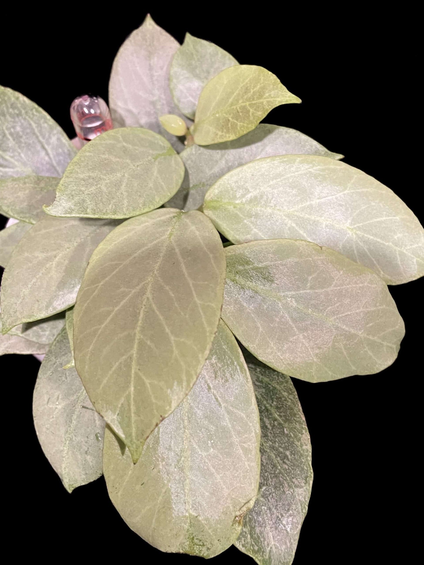 Hoya ‘Cryptic Chrome’ (CML-09-21-A) image 0