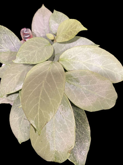 Hoya ‘Cryptic Chrome’ (CML-09-21-A) image 0