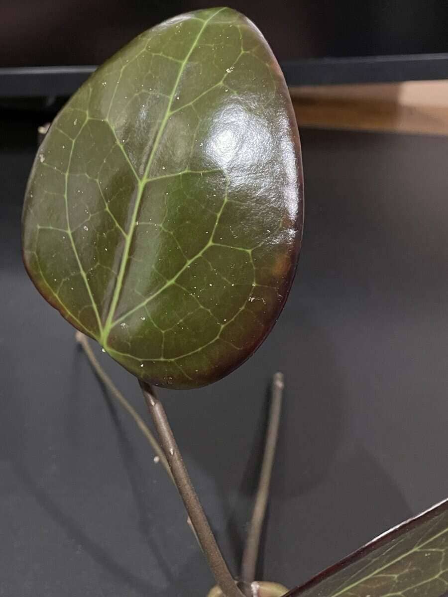 Hoya AH 'Black Spinel' image 2
