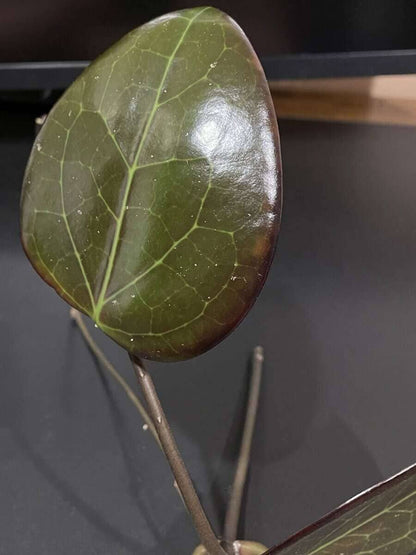 Hoya AH 'Black Spinel' image 2