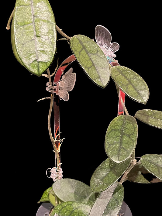 Hoya sichuanensis (lyi NOID) image 0