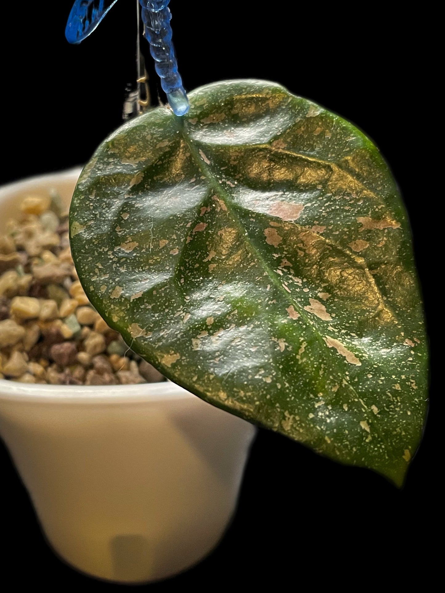 Hoya sp. Lai Chau (splash round leaves) image 0