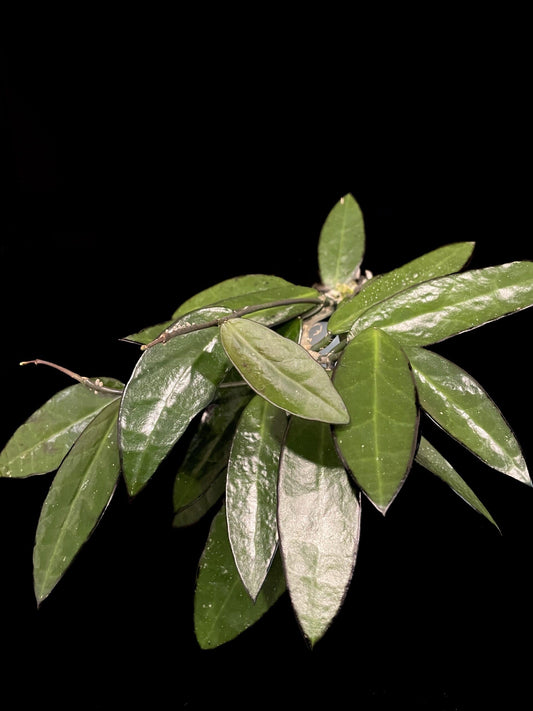 Hoya 'Lime Sherbet' image 0