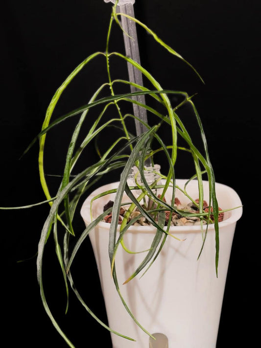Hoya stenophylla image 0
