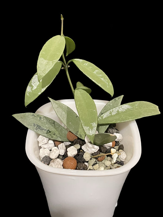 Hoya lacunosa OAK-022 (silver long leaves) image 0