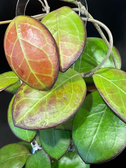 Hoya ‘Nathalie’ image 0