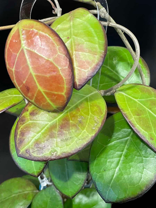 Hoya ‘Nathalie’ image 0