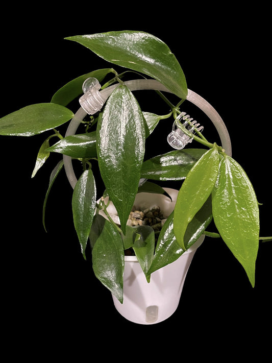 Dischidia ‘blue flower’ image 0