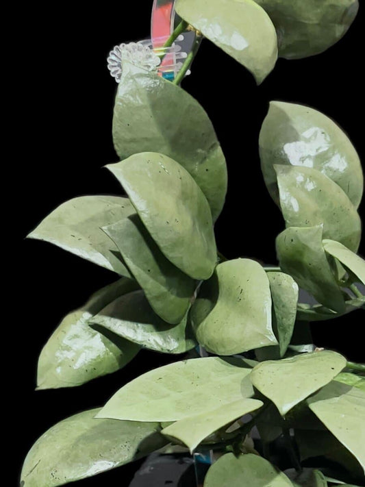 Hoya lacunosa 'Full Moon' image 0
