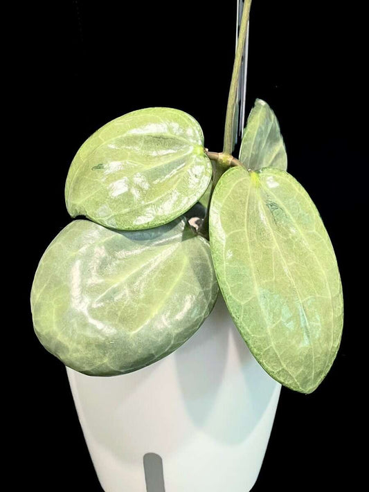 Hoya latifolia (silver) image 0