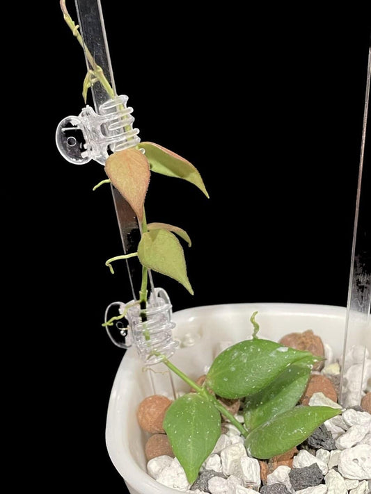 Hoya microstemma image 0