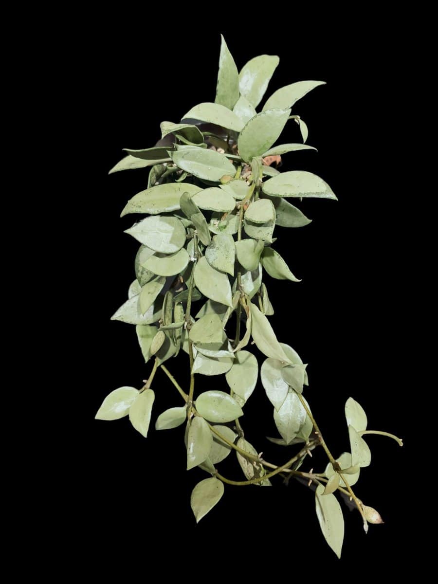 Hoya lacunosa 'Louisa's Silver' image 0