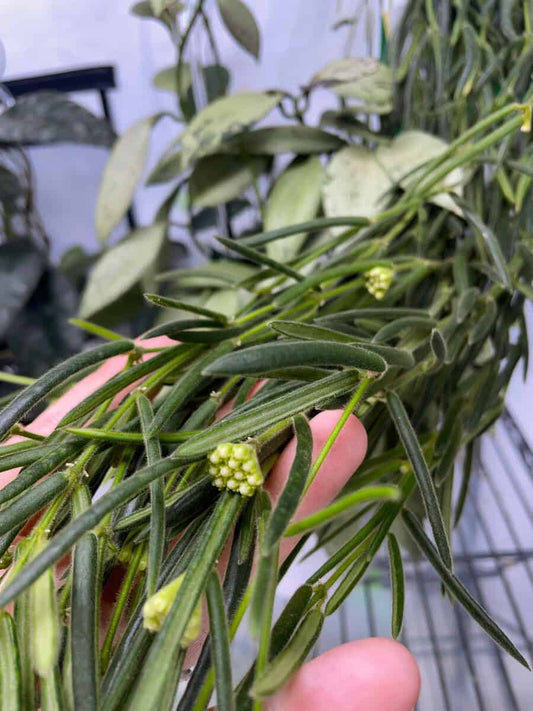 Hoya linearis image 0