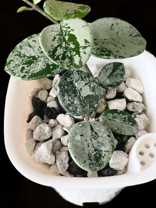 Hoya 'Mathilde' (silver) image 0