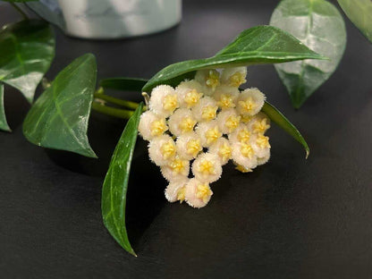 Hoya obscura x unknown image 1