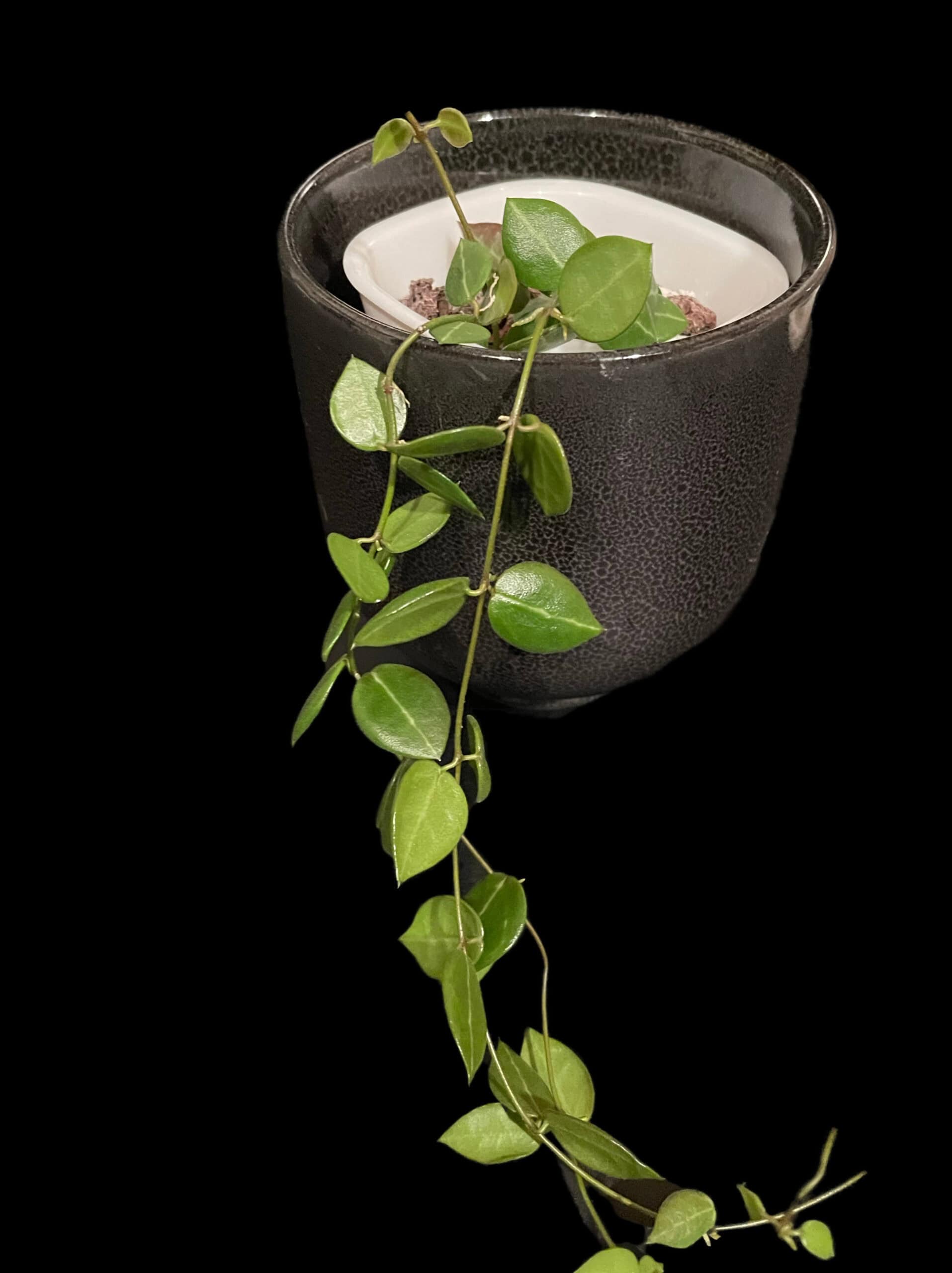 Dischidia ‘one stripe’ image 1