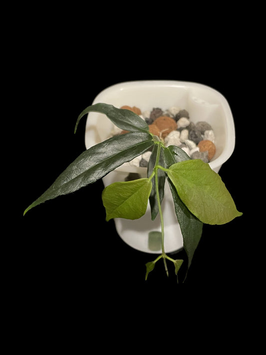 Hoya paradisea (IM04) image 0