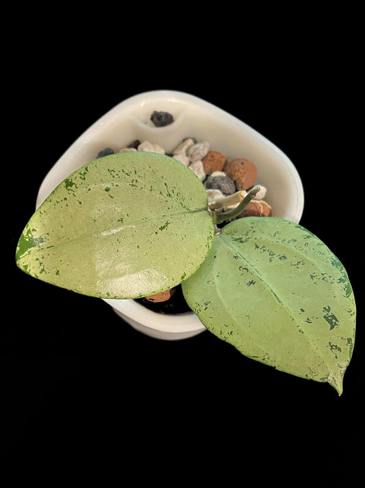 Hoya verticillata 'Silver Heart' image 0