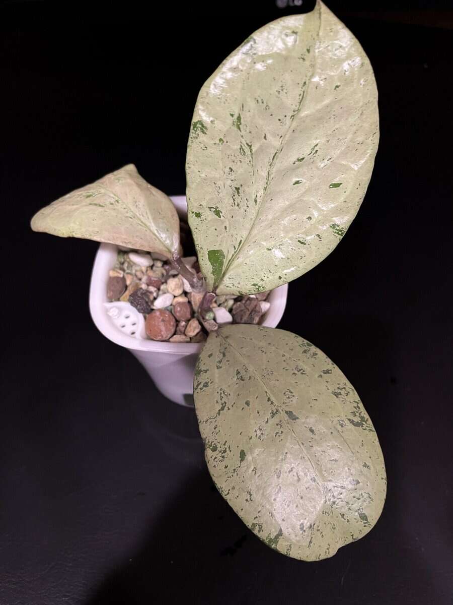 Hoya ‘Michele’ (silver) image 0