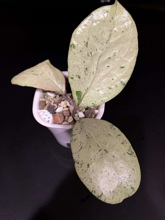 Hoya ‘Michele’ (silver) image 0
