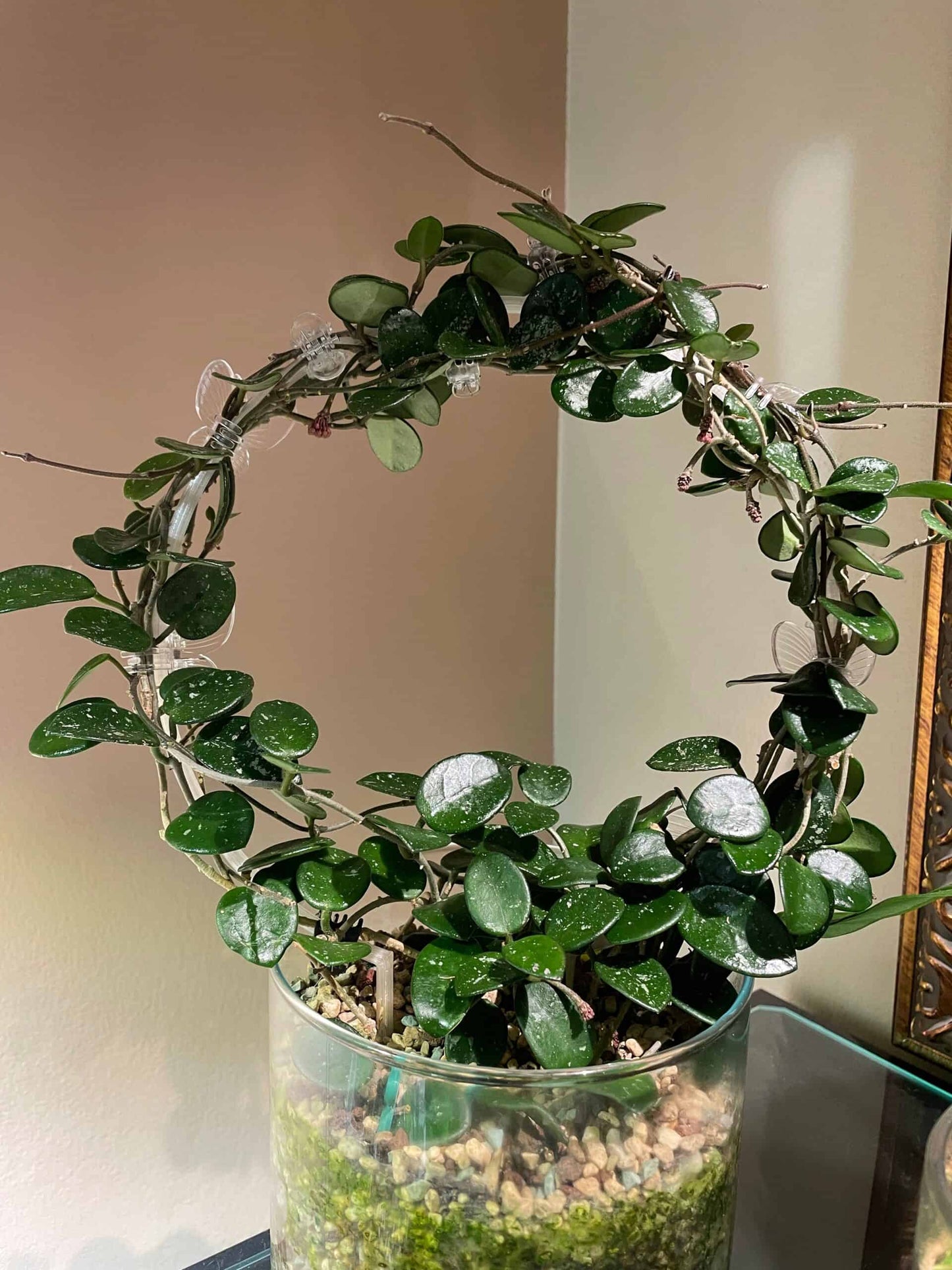 Hoya ‘Mathilde’ image 2
