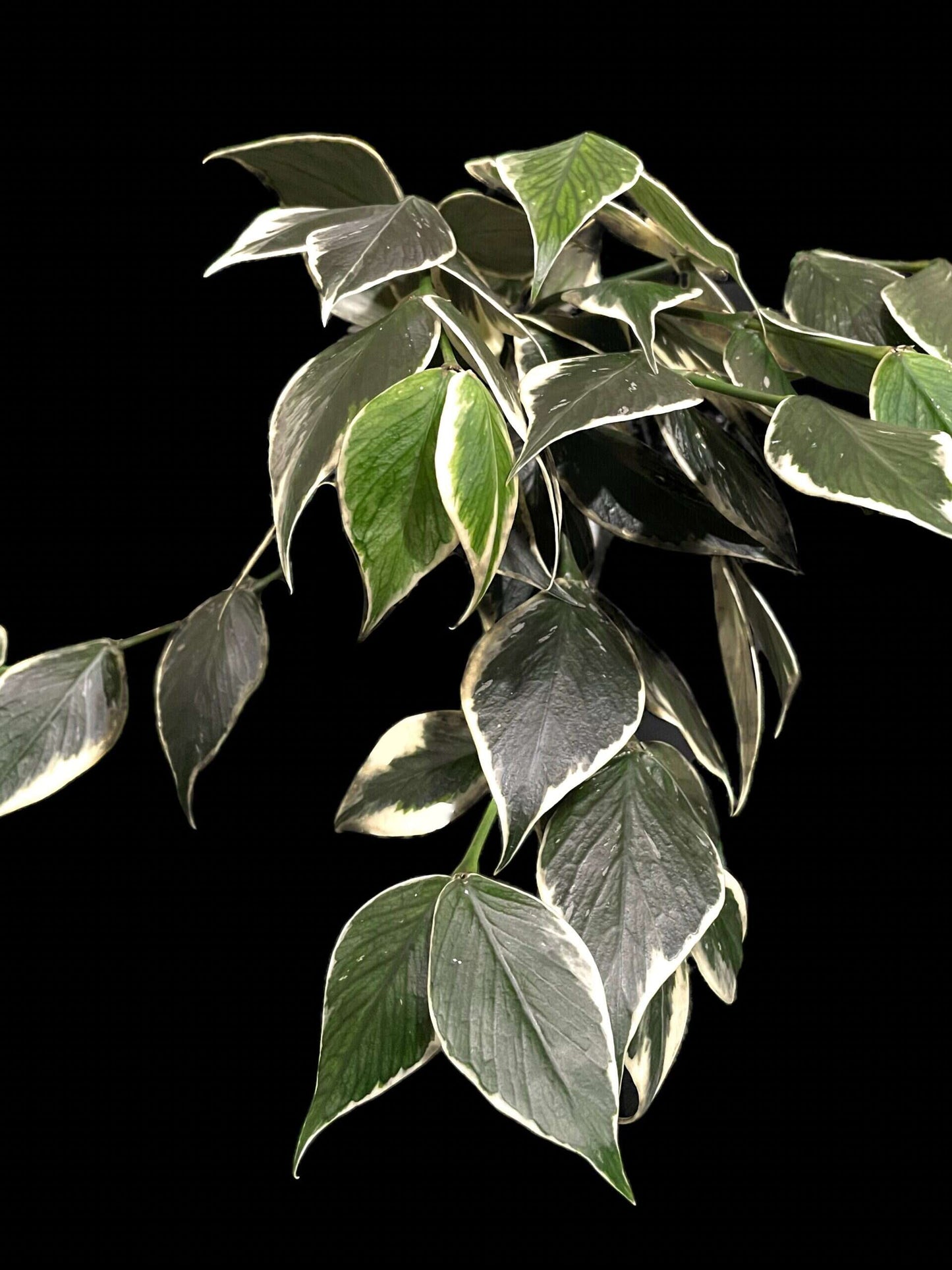 Hoya polyneura (outer variegated) image 2
