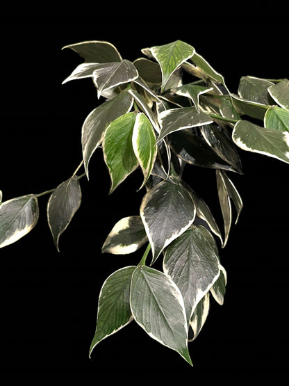 Hoya polyneura (outer variegated) image 2