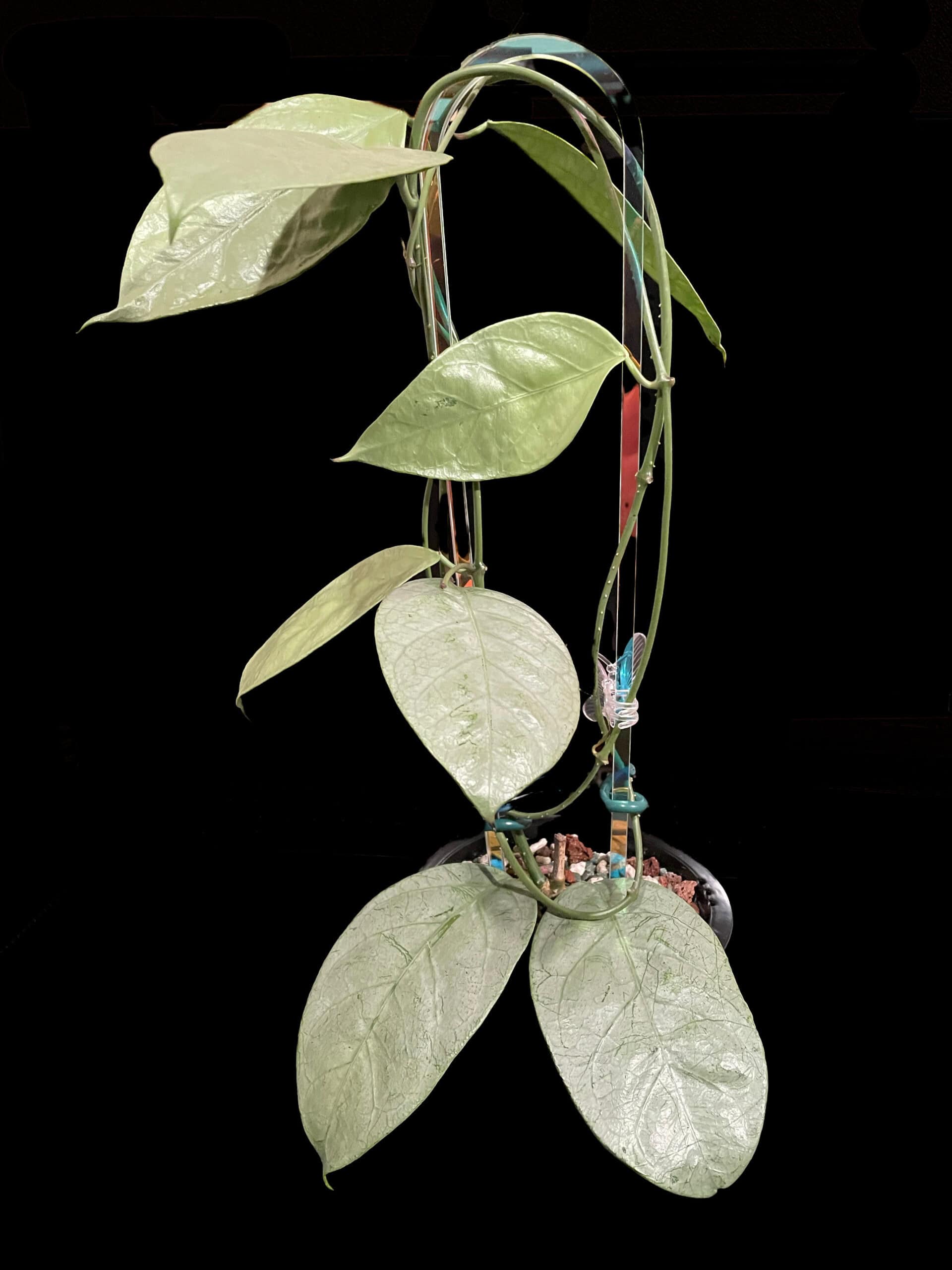 Hoya coriacea (silver) image 2