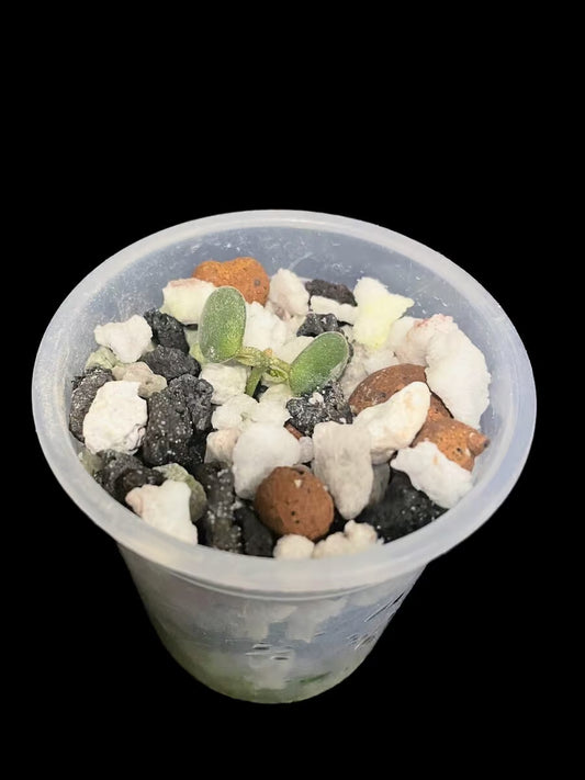 Hoya boycei - (unique) image 0