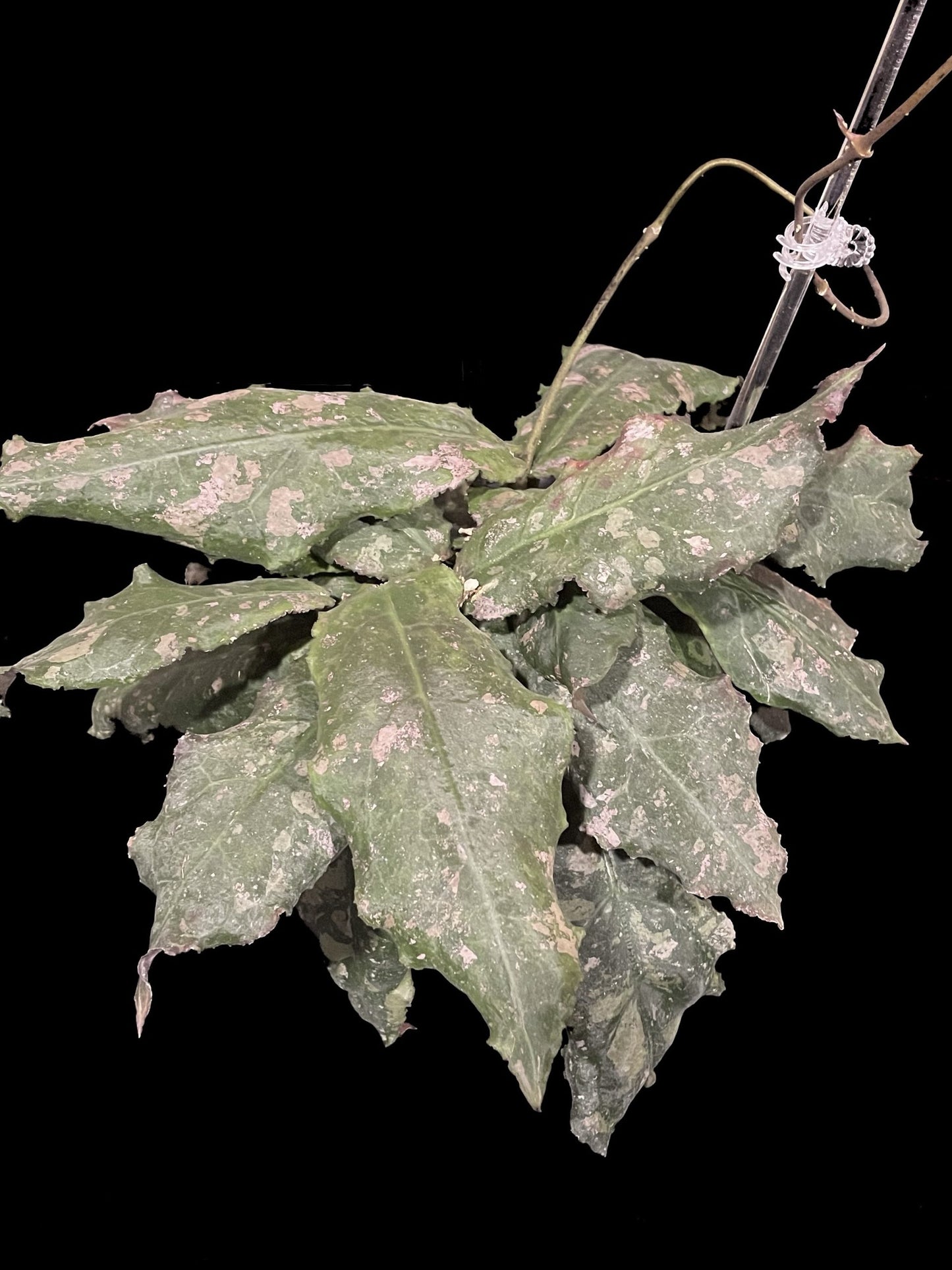 Hoya undulata image 0