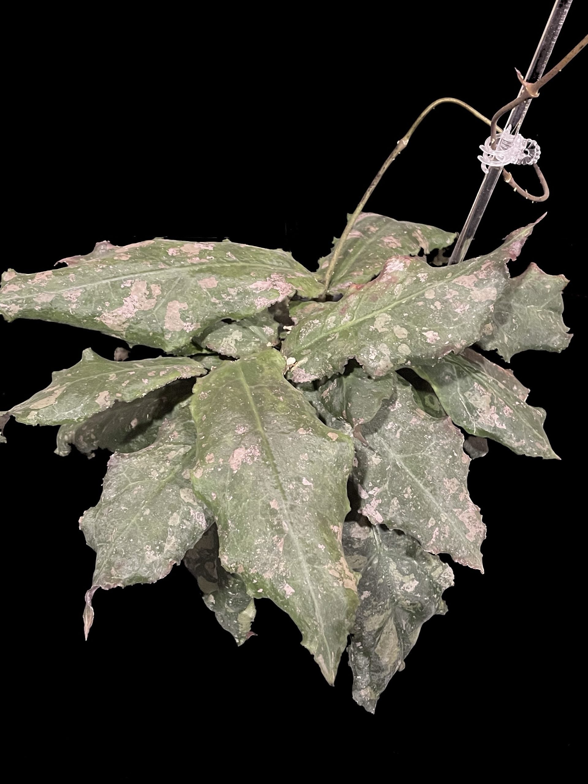 Hoya undulata image 0
