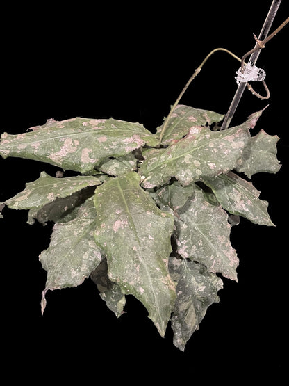 Hoya undulata image 0