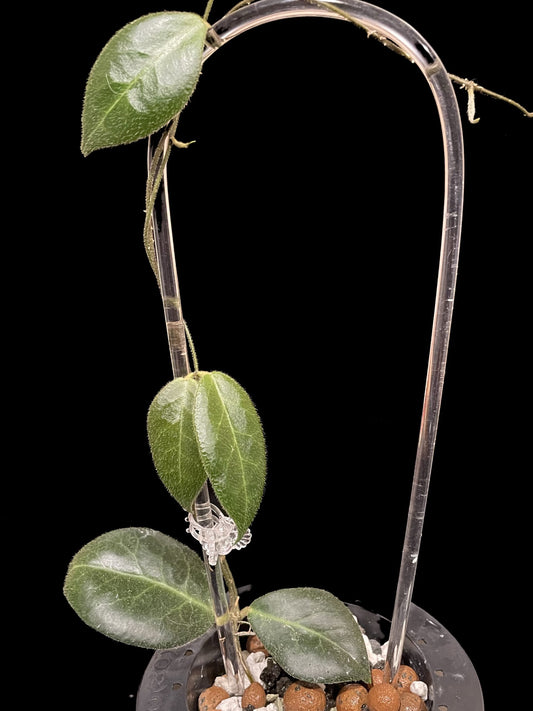 Hoya patella (pink) image 0
