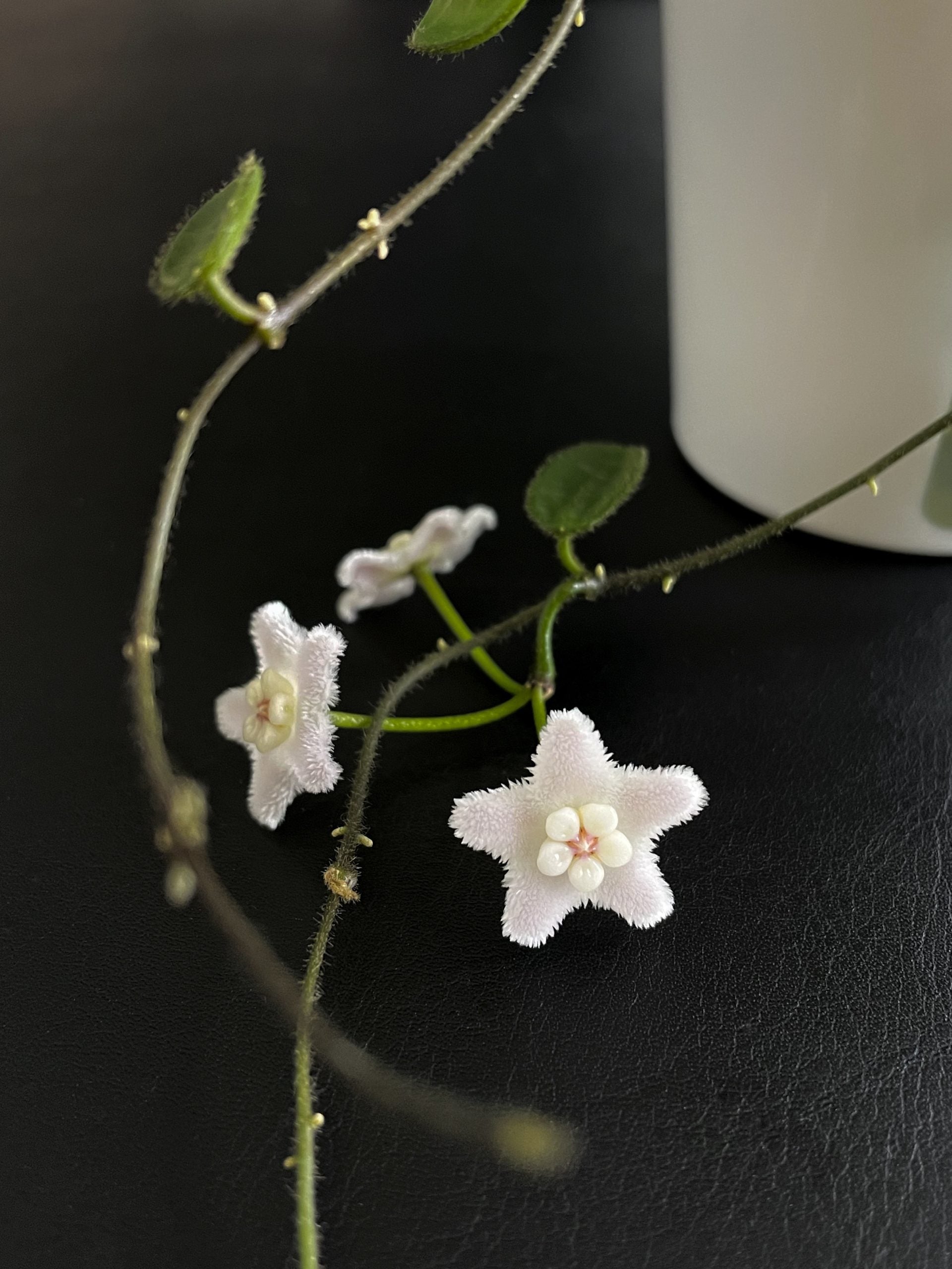 Hoya spectatissima image 2