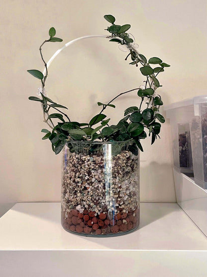 Hoya ‘Mathilde’ image 3