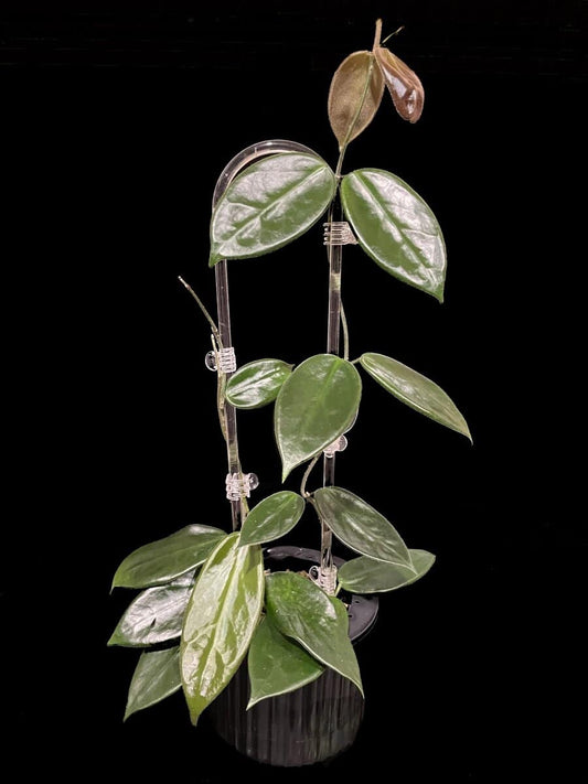 Hoya vangviengiensis image 0