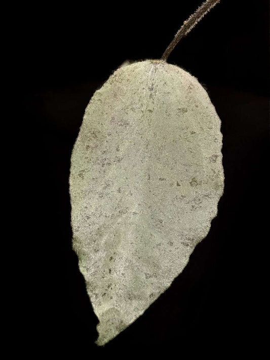 Hoya caudata ‘Argene’ image 0