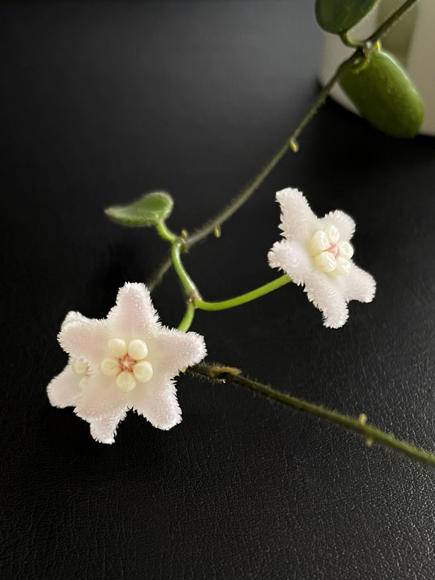 Hoya spectatissima image 3