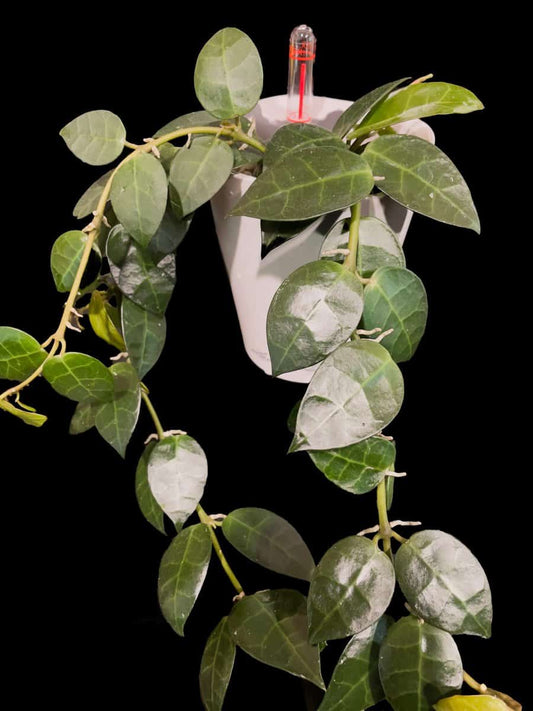 Hoya obscura x unknown image 0