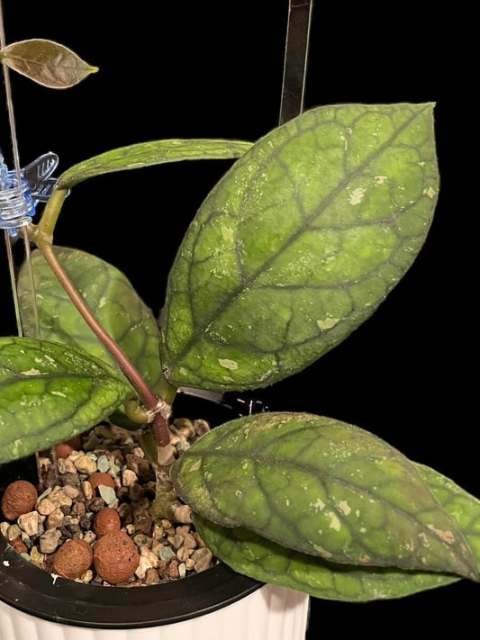 Hoya ‘Irina’ image 0