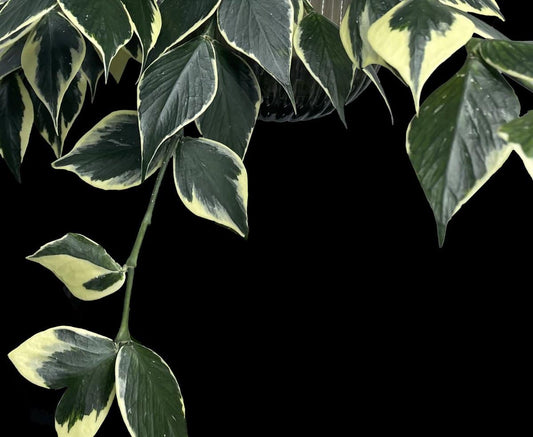 Hoya polyneura (outer variegated) image 0