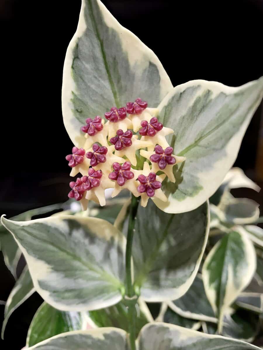 Hoya polyneura (outer variegated) image 1