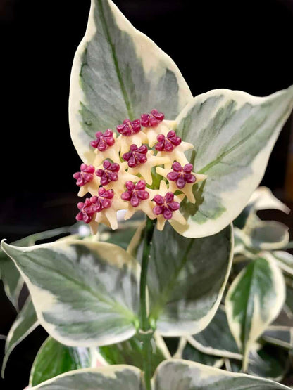 Hoya polyneura (outer variegated) image 1
