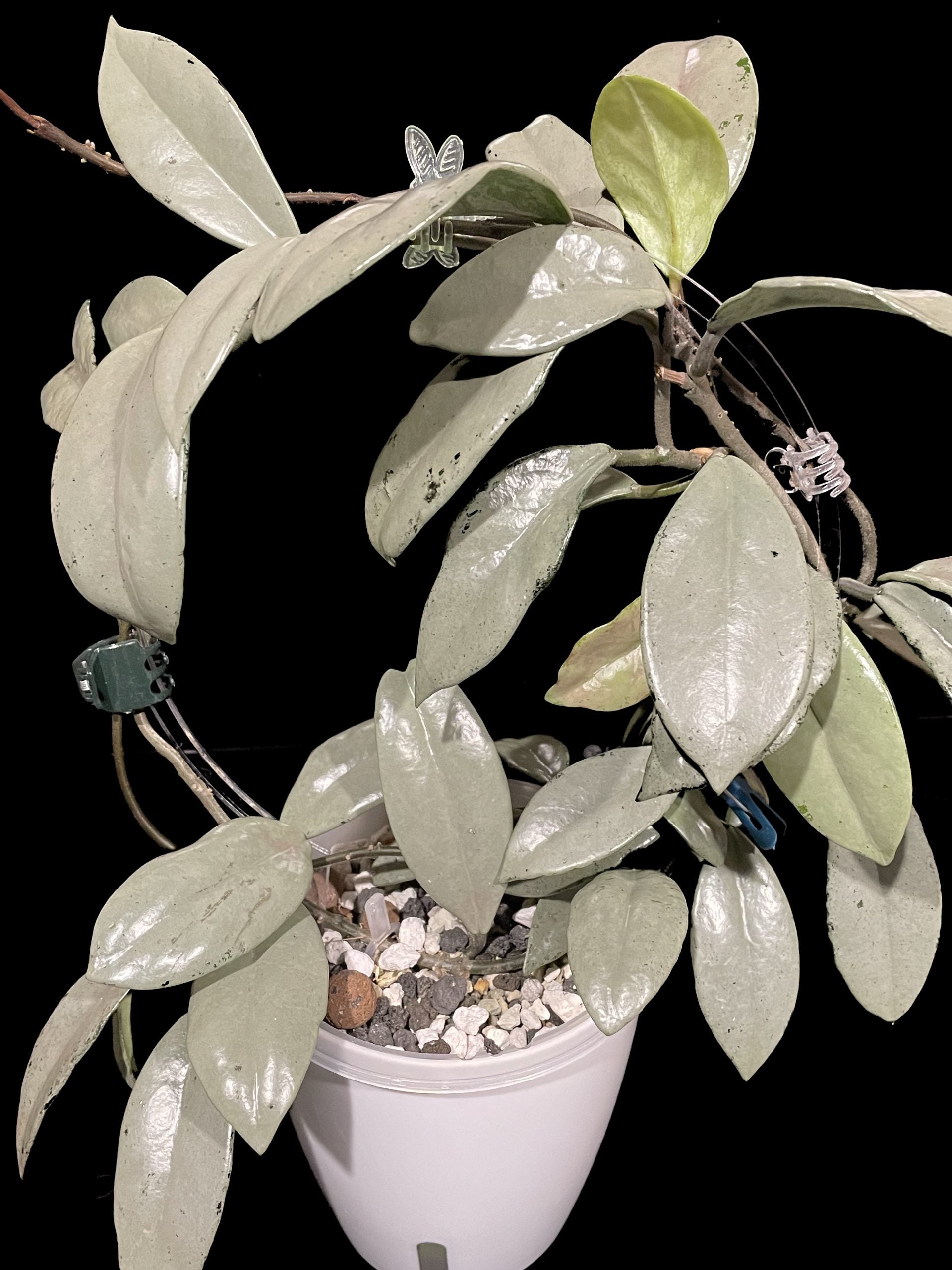 Hoya carnosa 'Wilbur Graves' (silver) image 0