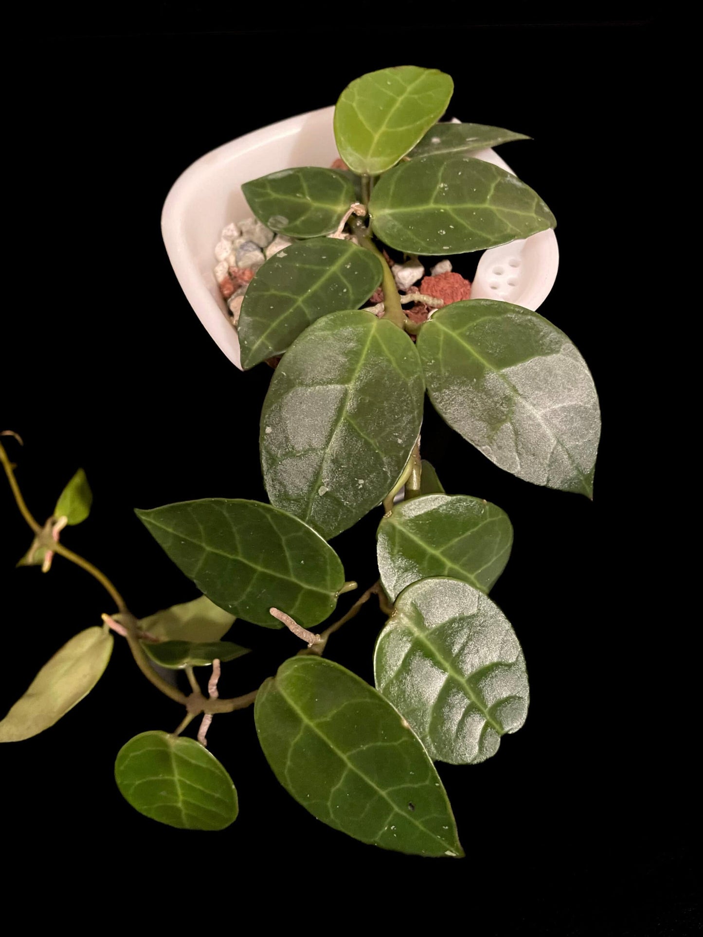 Hoya obscura x unknown image 2