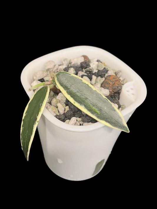 Hoya lyi ‘Prism’ image 0